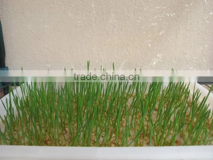 Vegetable making machine :Bud seedling machine