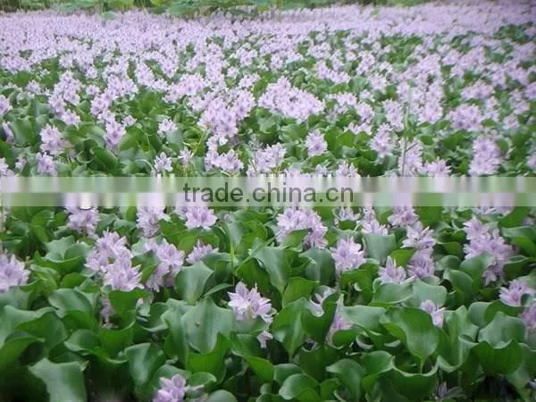 S&D eco-friendly 100% hand made water hyacinth large nature laundry basket with plastic handle