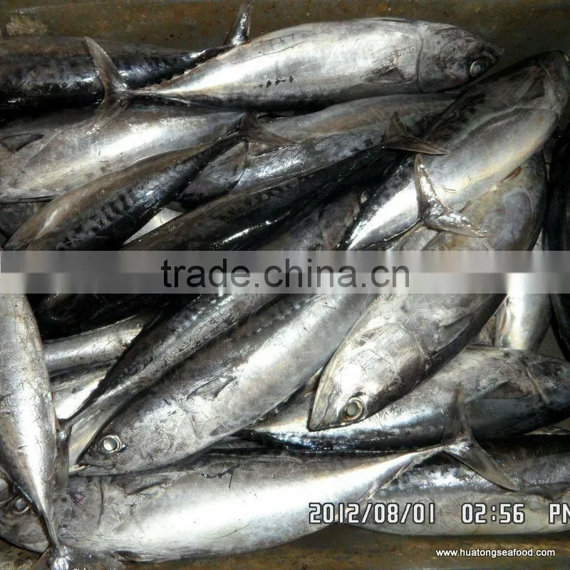 frozen bonito fish 150-200g