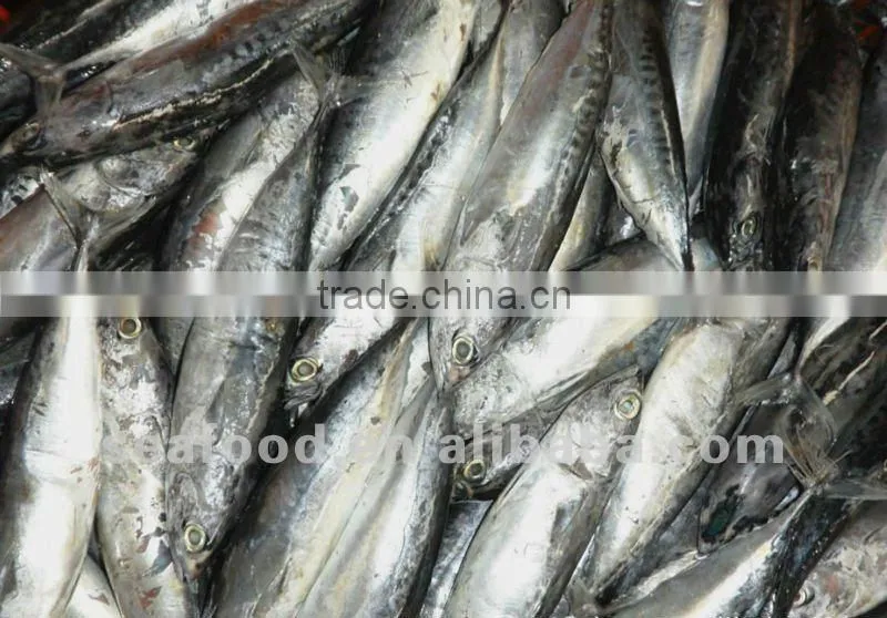 Frozen bonito fish