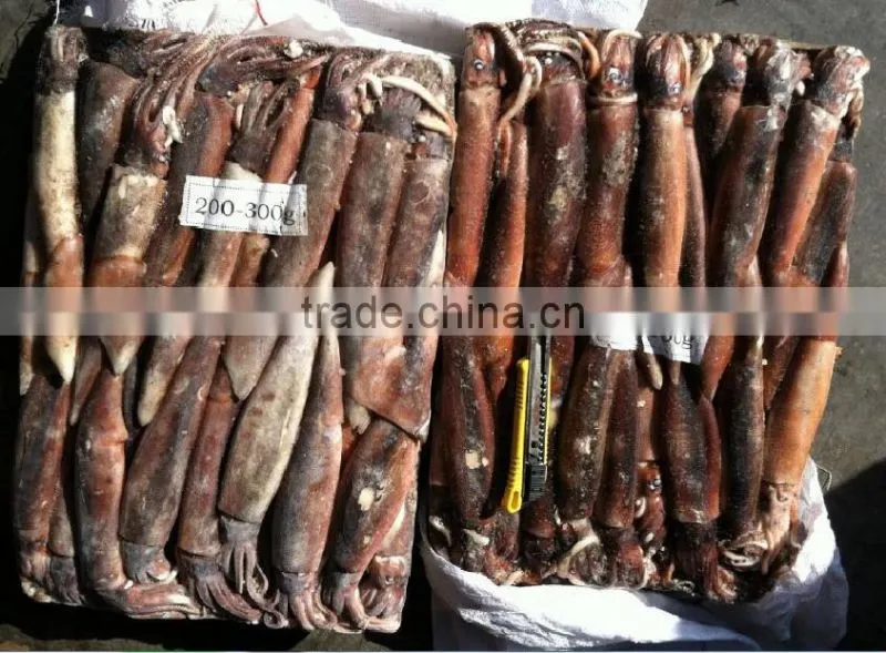 200-300g Whole Round Frozen Illex Squid