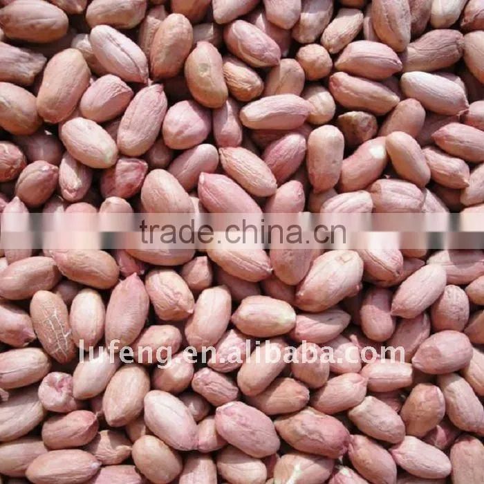 New Crop Chinese Raw Peanut In Shell 9/11