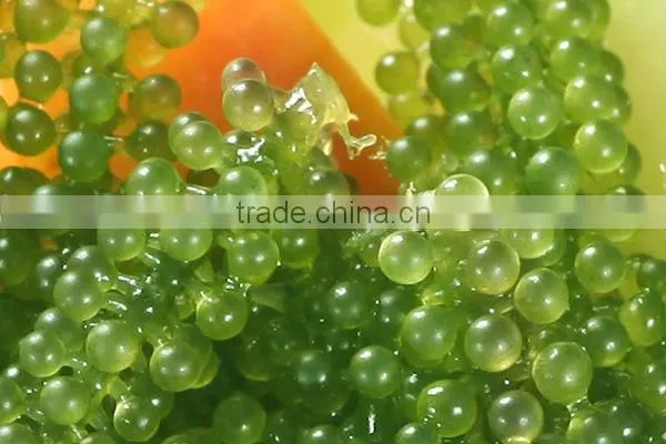 Sea grapes