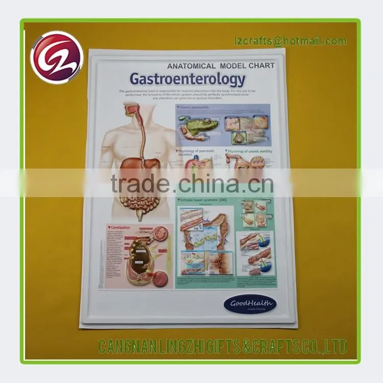 China factory custom anatomical medical chart