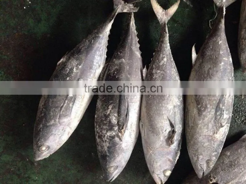 2016 newly coming fish 750g+ Frozen Whole Round Tuna
