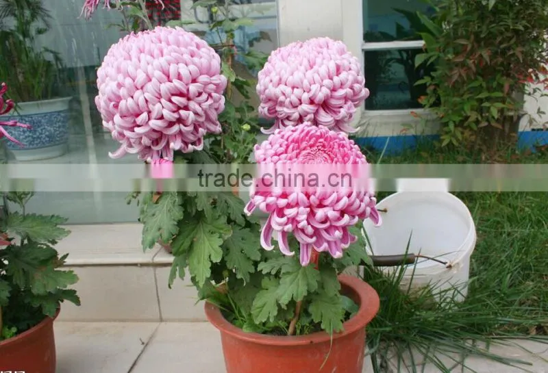 Hybrid Chrysanthemum Seeds For Sale