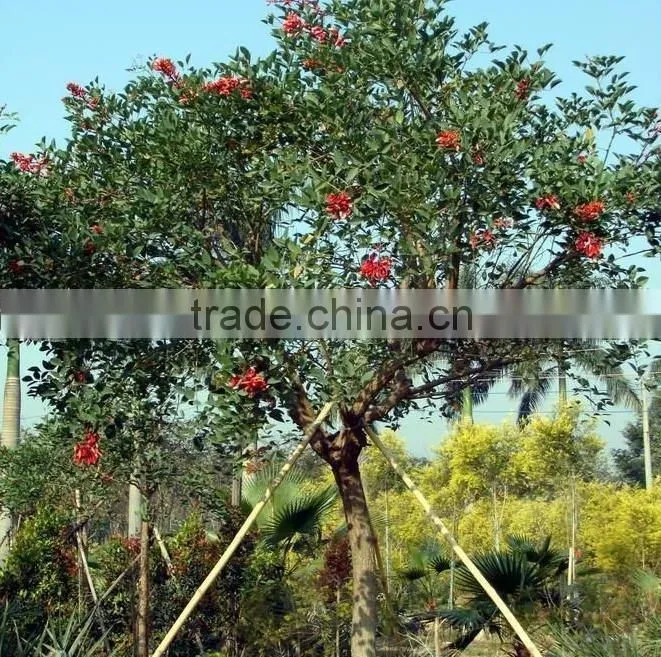 Erythrina crista-galliLinn.