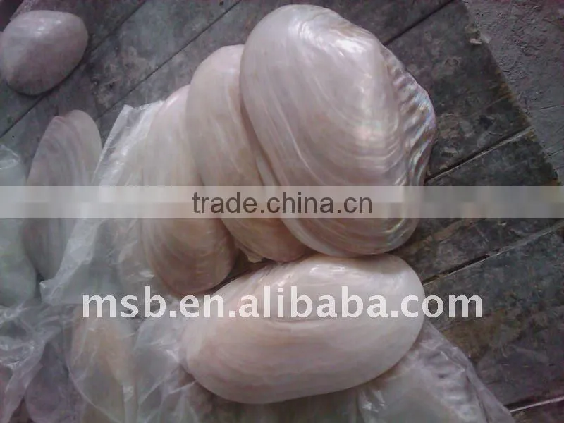 Polished chinese MOP river SHELL without skin
