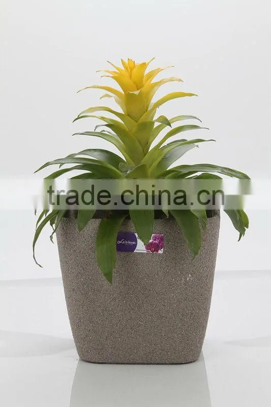 beautiful square plastic frosted flower nursery flower pot