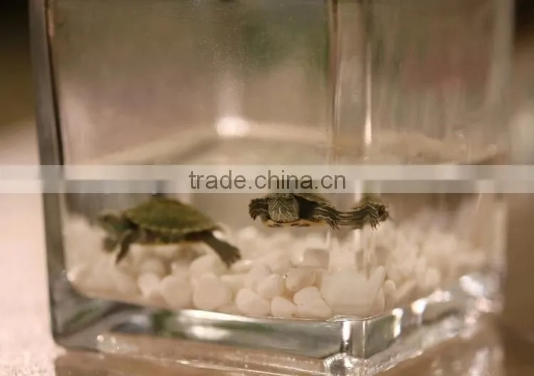 hot sale hand blown square glass vase