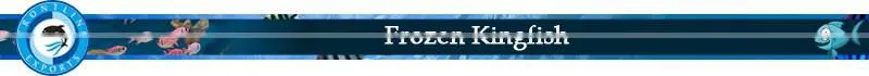Supplier and Exporter of Whole Round Frozen Kingfish
