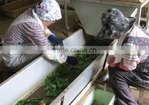 natural and Good quality qualite azawad health benefits chunmee green tea Mulberry Tea with hight quality made in Japan