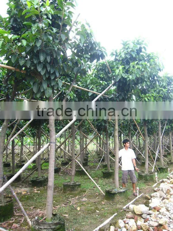 ficus altissima for tropical climate garden plants and landscaping trees