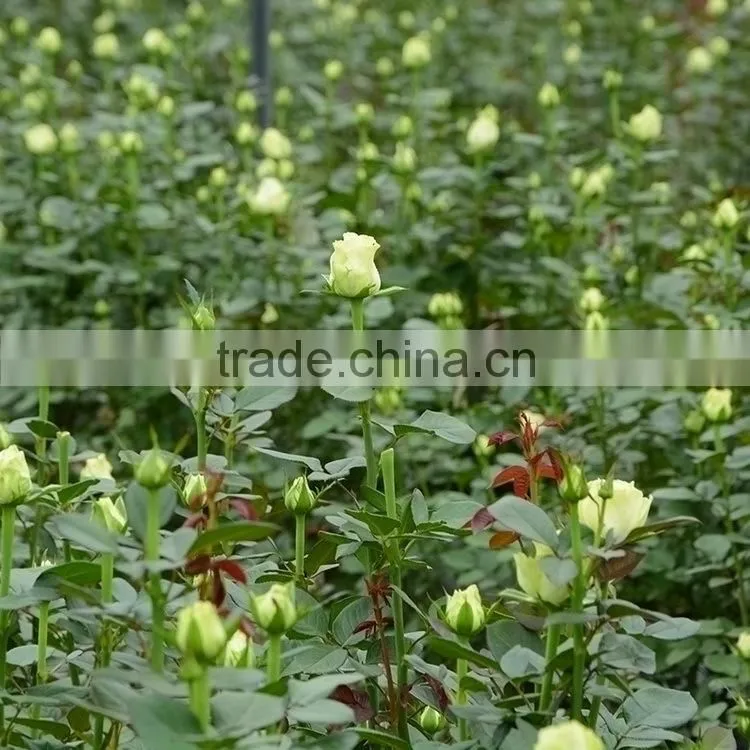 Top grade hot selling fresh cut flower eustoma wholesale