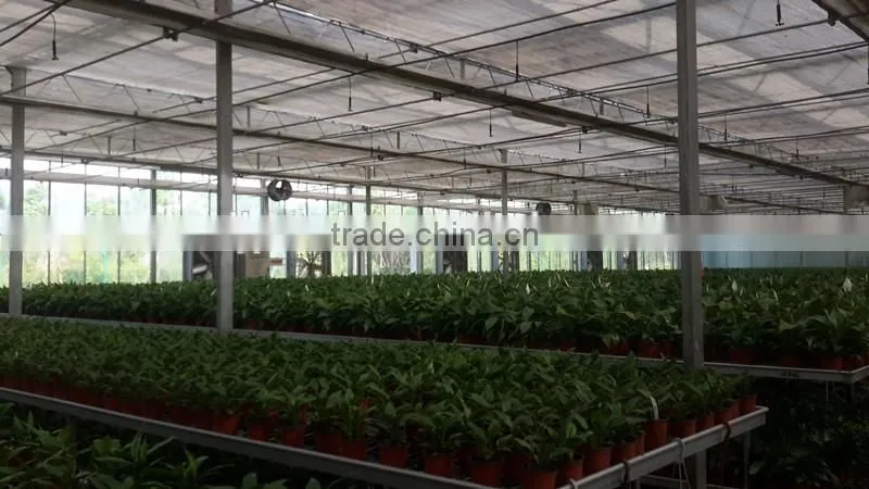 Professional Manufacturer Galvanized Steel Frame Greenhouse