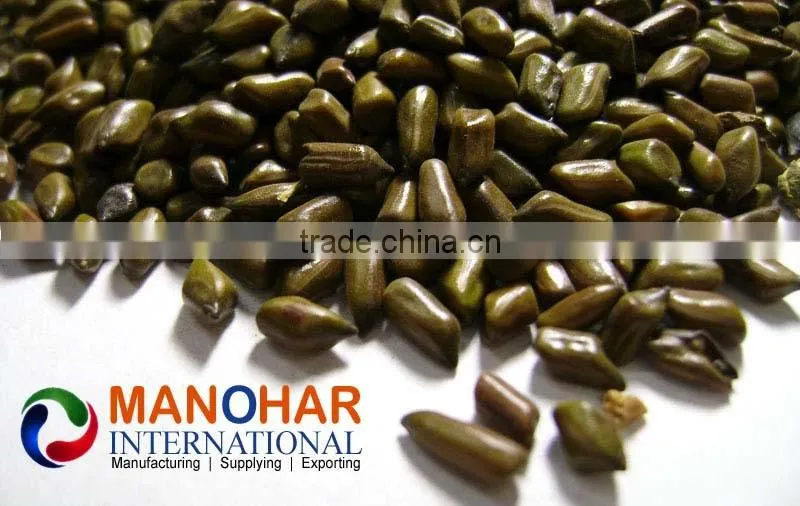 Casia tora seeds Japan quality and 99.98 % Purity