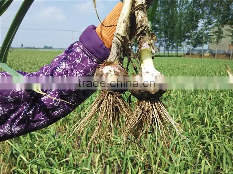 2016 fresh garlic supplier