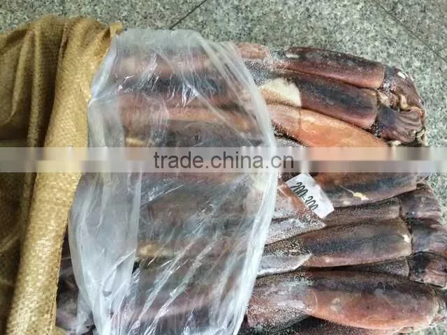 Frozen Squid whole Argentina Illex