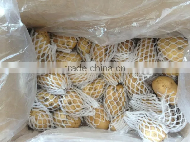 Holland Potato to Dubai Market for Sale