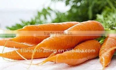 Chinese fat fresh carrot