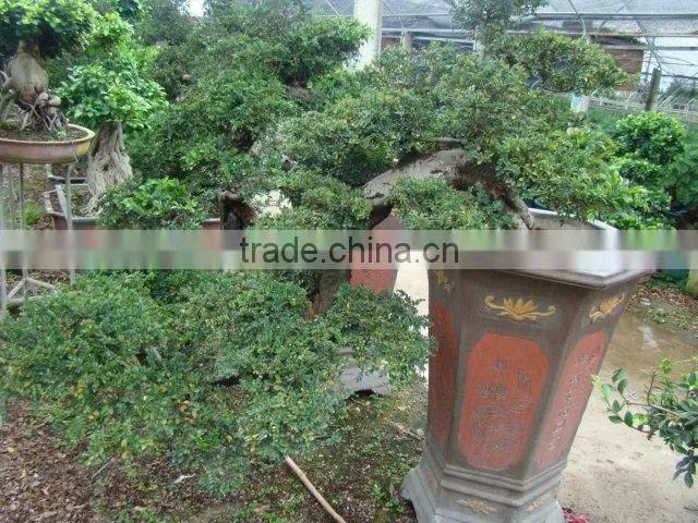 landscaping and outdoor bonsai usage Chinese ulmus pulila
