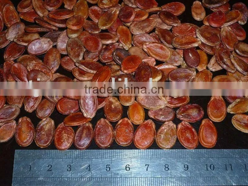 New Crop Red Watermelon Seeds