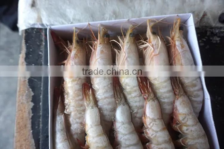 Frozen Banded Shrimp