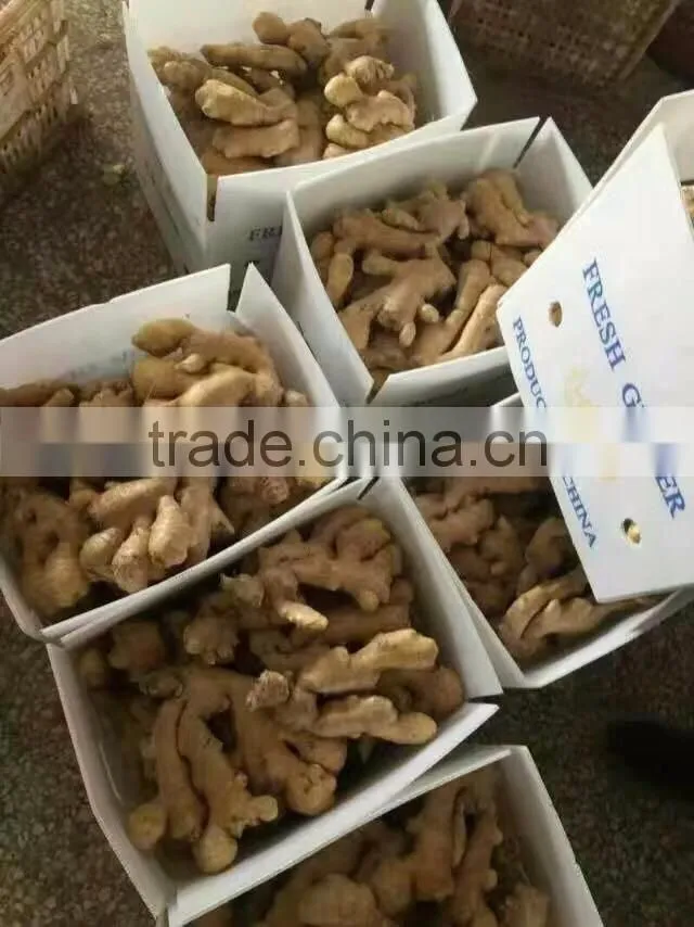 wholesale high quality Chinese fresh ginger