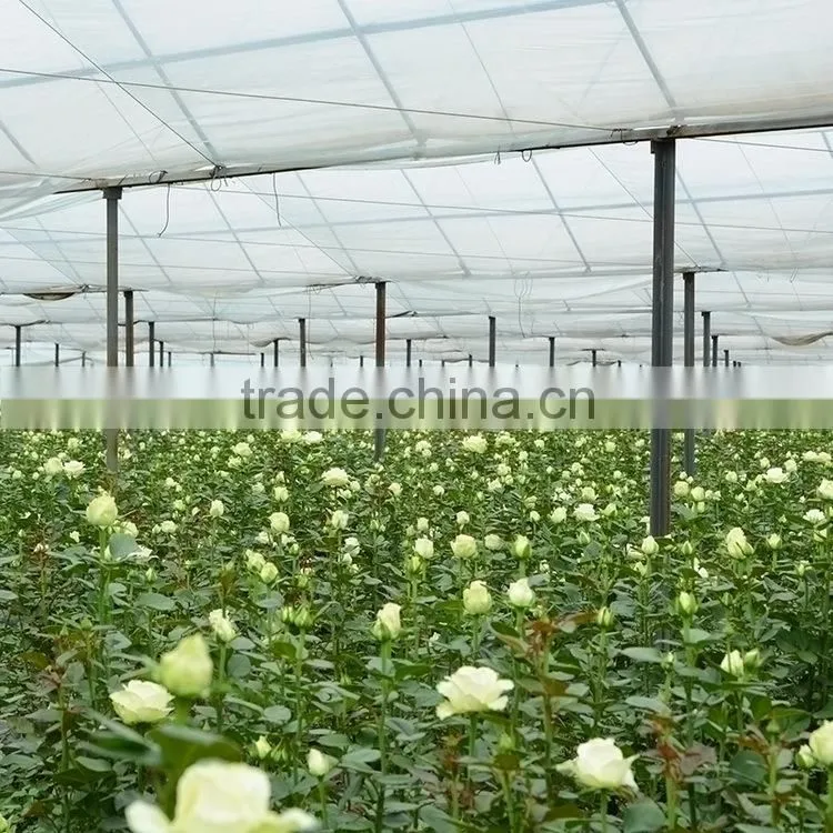 Excellent quality best selling fresh excellent quality fresh gypsophila