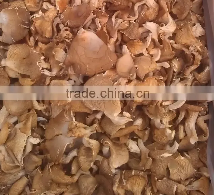 High Quality Fungusabalone Mushroom China