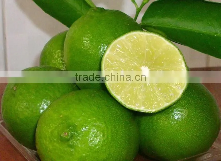 Frozen Lime