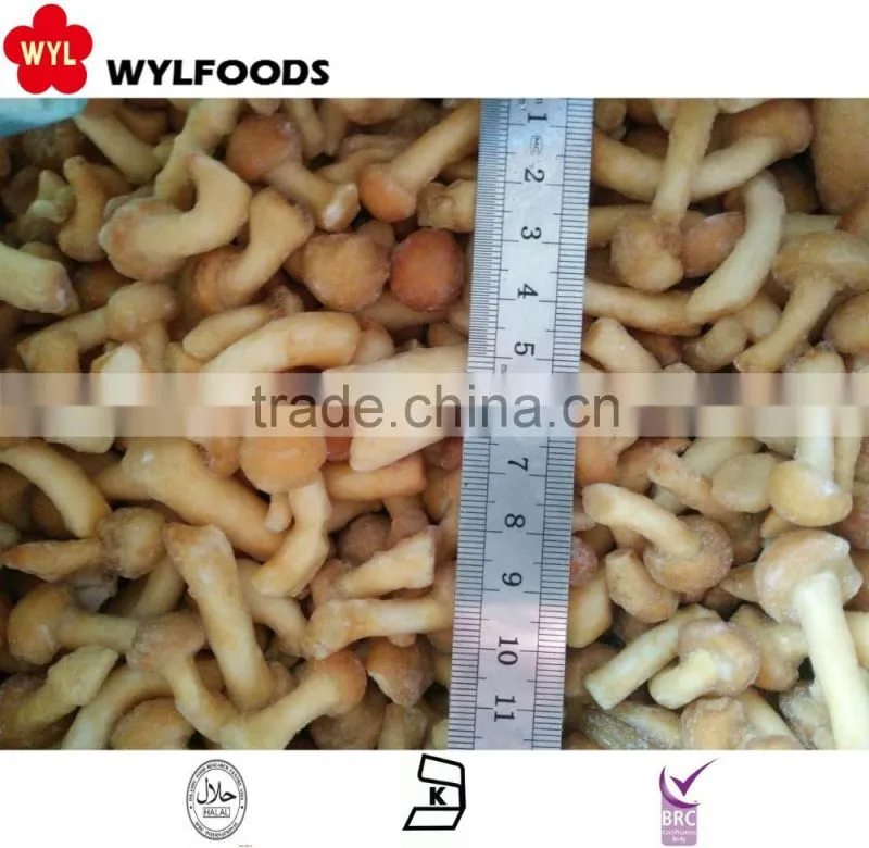 Top sale Best price frozen Suillus granulatus 2016