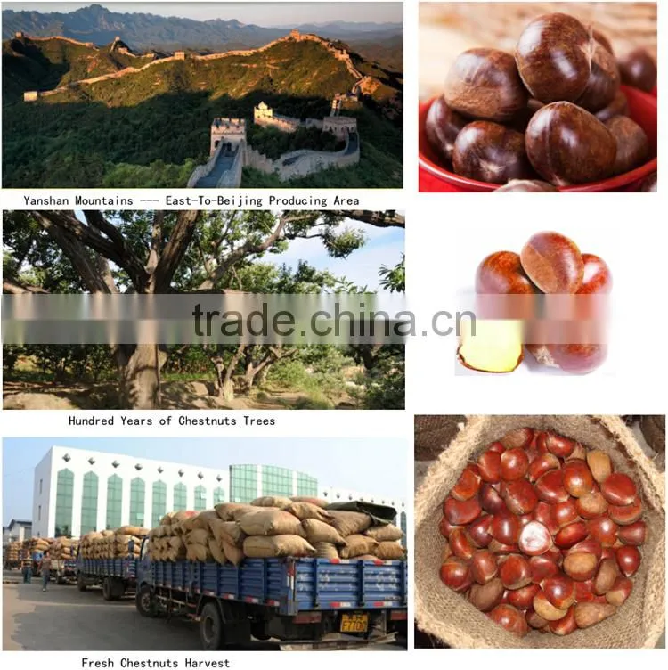 Hot sale top quality Chinese fresh chestnuts, sweet and easy peeling