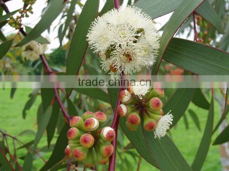 EUCALYPTUS GLOBULUS TERPENES