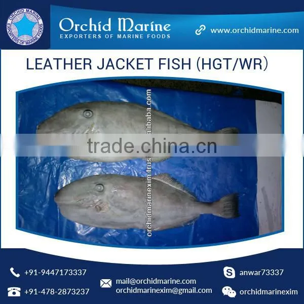 Top Quality Frozen Fresh Leather Jacket Fish (HGT/WR)