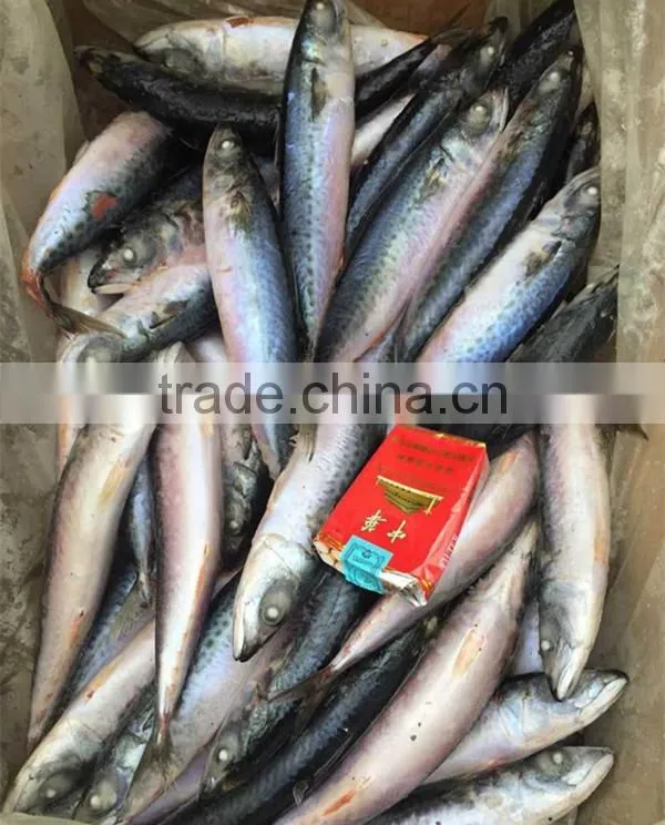 Seafood Frozen Fresh Scomber Japonicus Mackerel Fish