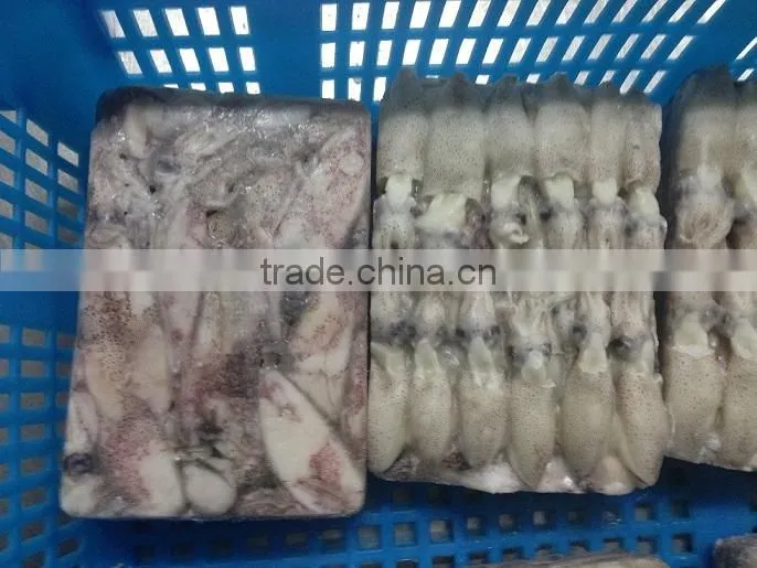 new season whole round frozen baby loligo squid