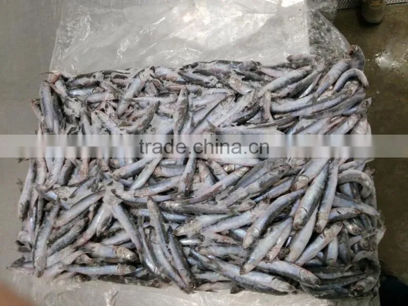 New landing sea frozen anchovy