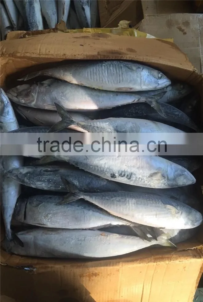 Hight quality frozen pacific mackerel for sale