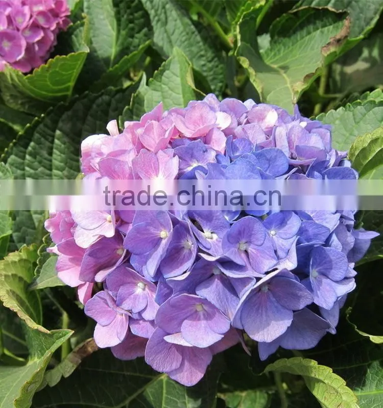 High grade Best-Selling hydrangea flowers for sale