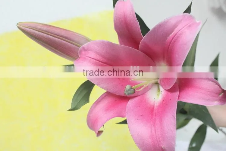 Reasonable price new coming lily flower from kunming