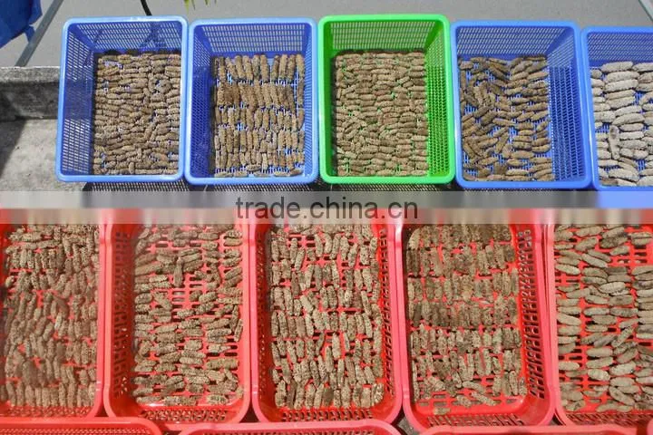 Dried Sea Cucumber Vietnam, Curry Fish, Stichopus Hermanni