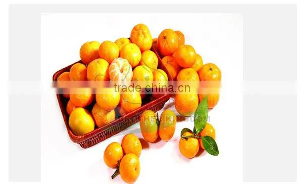 Mandarin orange/Fresh mandarin orange/ Fresh Orange