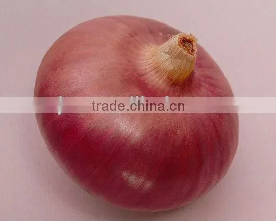 New crop onion