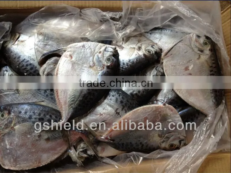 whole round good quality 150-200g/pcs frozen moonfish