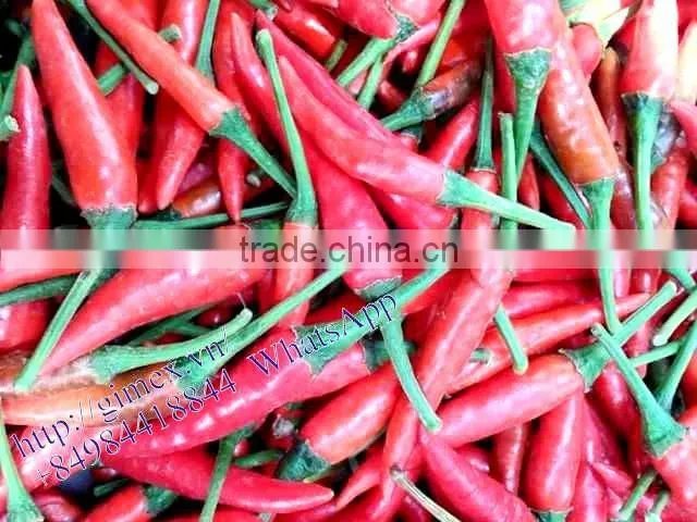 FRESH HOT PEPPER, CHILLI +84963818434 whatsapp