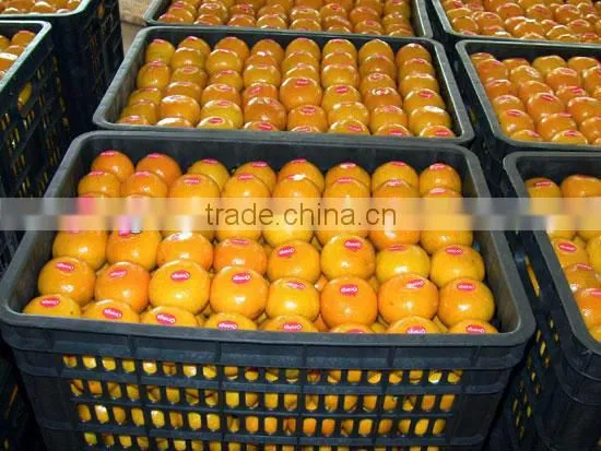 noney baby orange