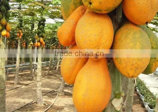 Sale High germination Chaenomeles sinensis seeds papaya seeds fruit tree seeds for planting
