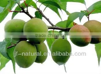 100% natural plum powder ISO, GMP, HACCP, KOSHER, HALAL certificated
