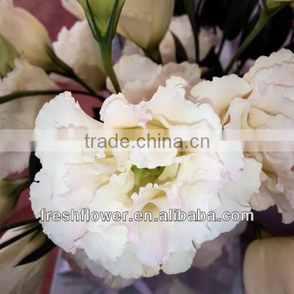 best quality fresh flower of eustoma